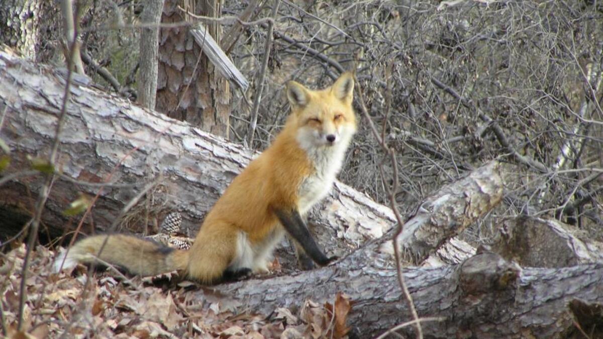 Rabid fox attacks three people in North Carolina: officials | Raleigh ...