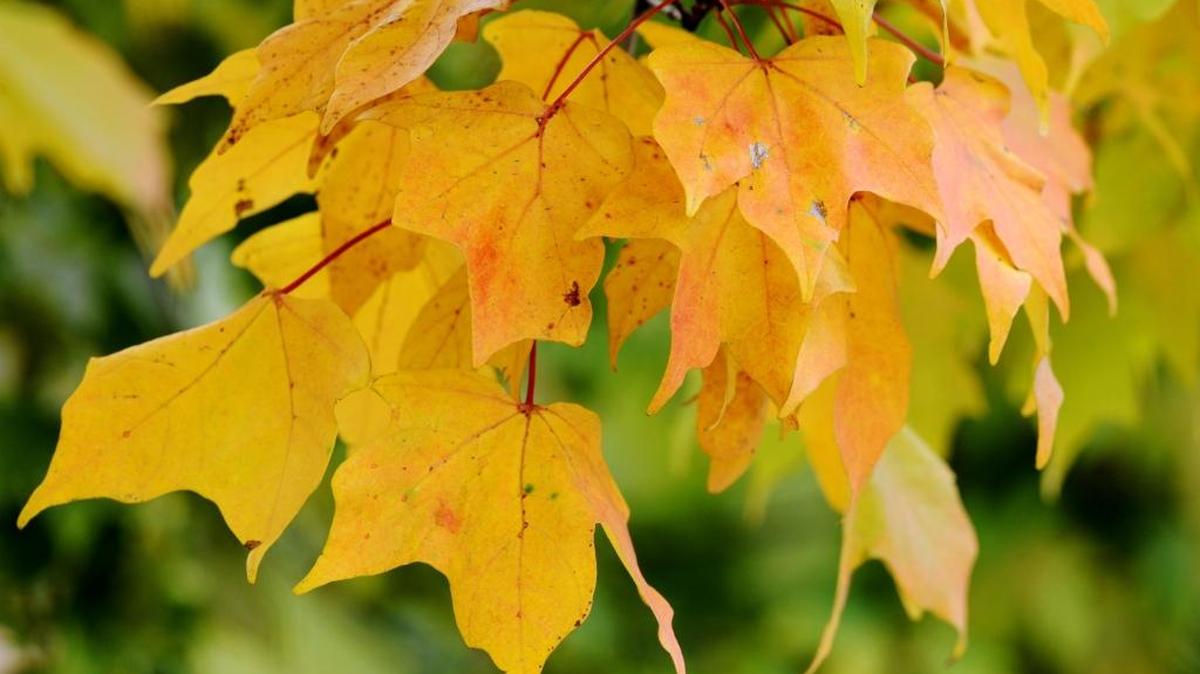 Fall temperatures are in the Charlotte region following a cold front, but even cooler temperatures are possible next week, according to the National Weather Service.