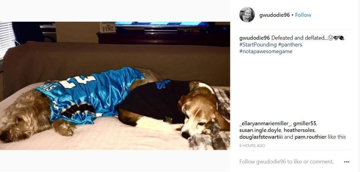 Instagram user @gwudodie96 posted a photo of two dogs in Panthers gear, looking pretty sad after Sunday’s loss to the Saints.