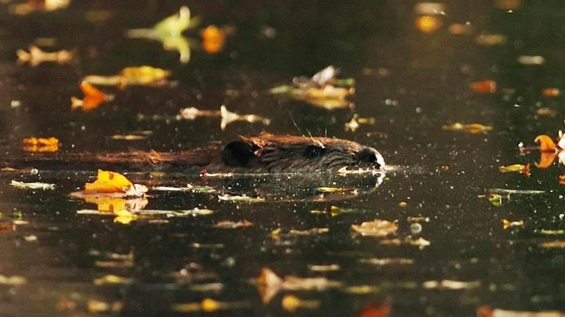 the North American Beaver, the largest rodent in North America, is making its presence known – even in urban areas around Charlotte. And an N.C. Wildlife Resources Commission district office gets complaints about beaver damage to trees as well as hears concerns about the standing water that their dams can create.