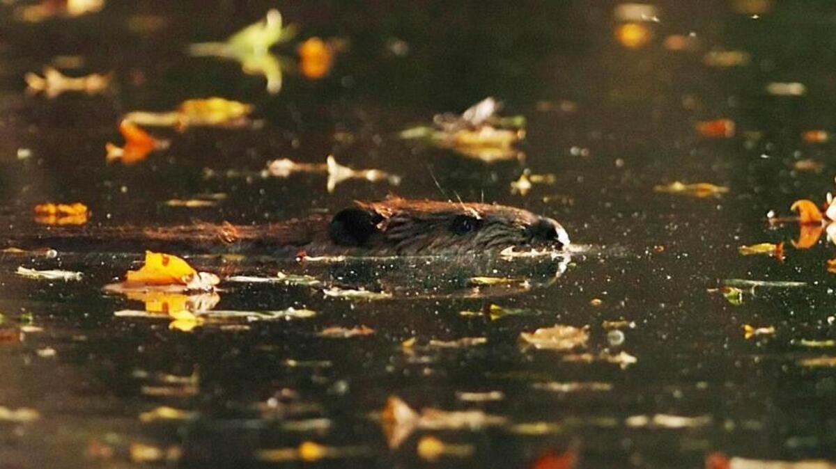 the North American Beaver, the largest rodent in North America, is making its presence known – even in urban areas around Charlotte. And an N.C. Wildlife Resources Commission district office gets complaints about beaver damage to trees as well as hears concerns about the standing water that their dams can create.