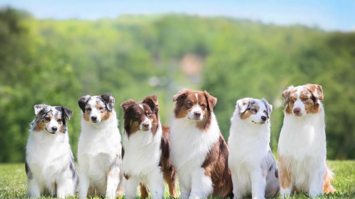Australian shepherds owned by a Davidson breeder the day before they fell sick to canine influenza at a Missouri dog show.
