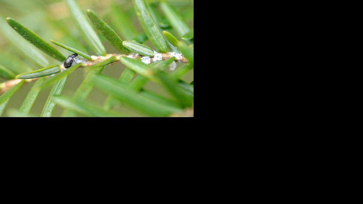 
Laricobius nigrinus, dubbed the Lari beetle, feeds on hemlock woolly adelgid egg sacs (white blotches) on a stem at Grandfather Golf & Country Club.
