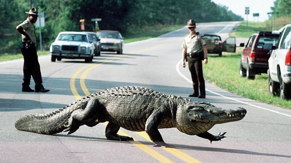 Brunswick County sheriff's deputies watch as an alligator measuring over 12 feet ambles off N.C. 133 near Belville, N.C.