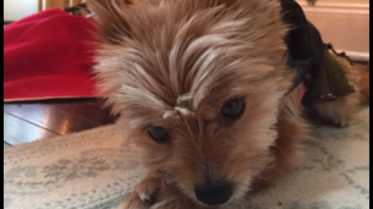 Mila, the found dog. via Twitter Charlotte
