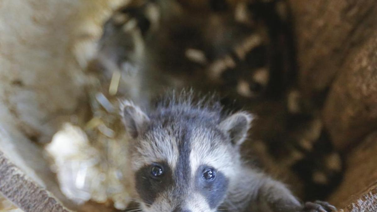 A baby raccoon can be cute, but they are wild animals that can carry rabies.