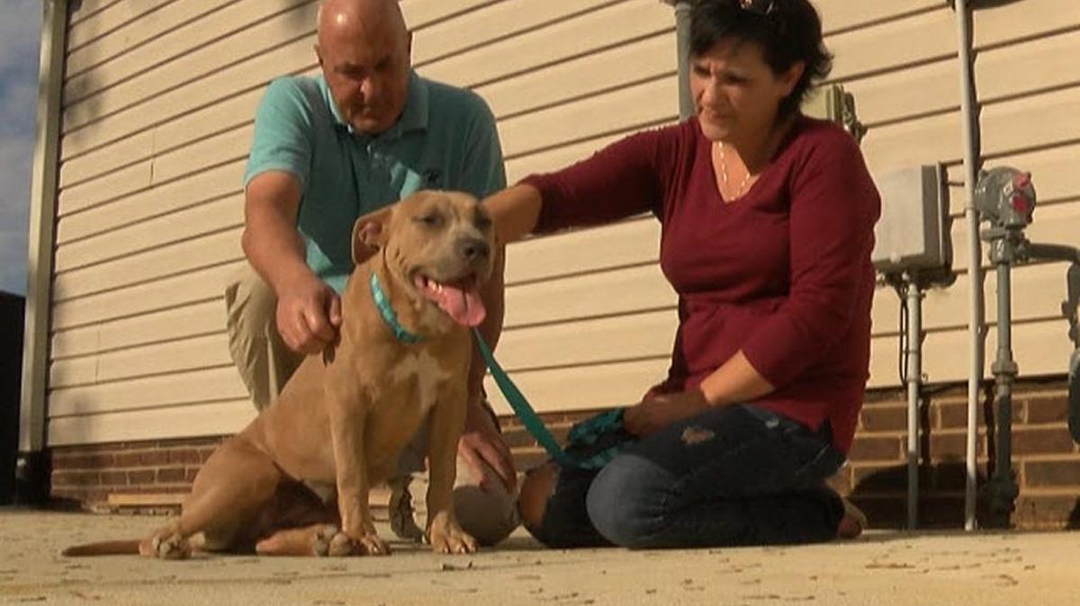 The dog rescued from a septic tank in Charlotte has been quickly adopted by a local couple.