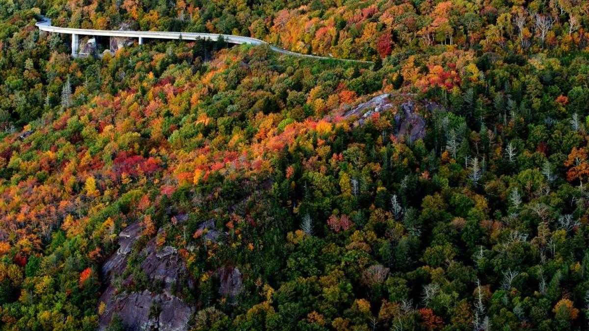 
The iconic Linn Cove Viaduct winds through a High Country autumn. With many leaves having already changed on Grandfather Mountain, experts are expecting this weekend to offer leaf-lookers some prime viewing. 
