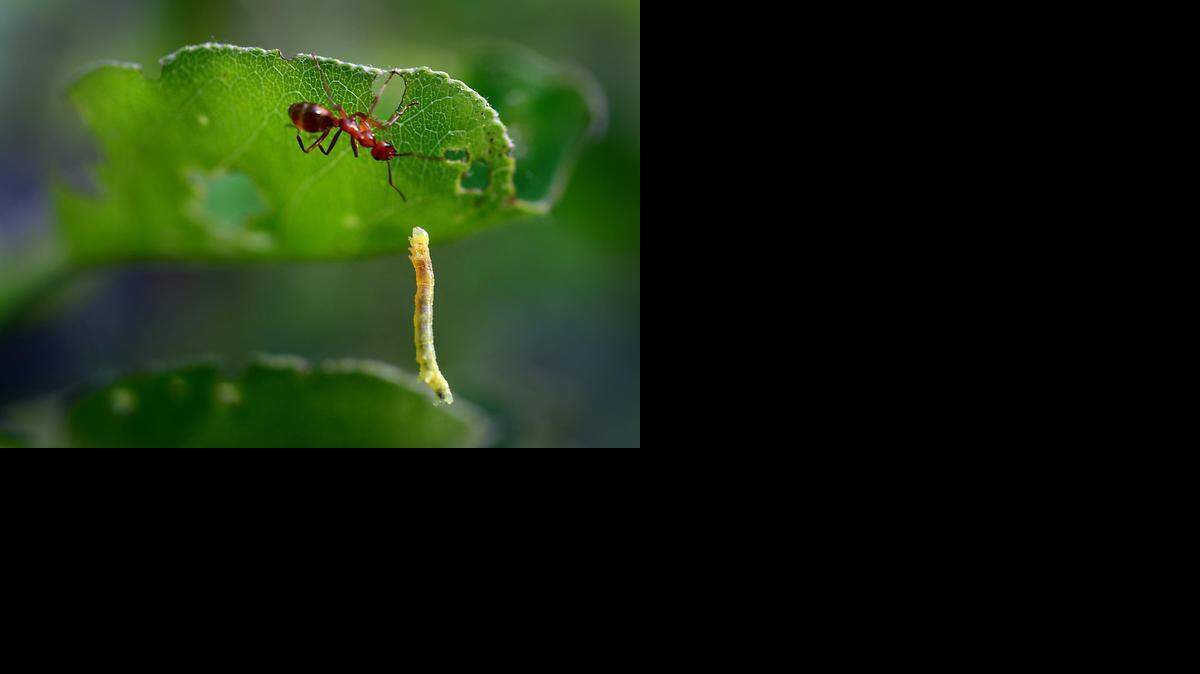 
A red ant creeps up to a dangling cankerworm on a Bradford pear tree leaf in west Charlotte Thursday, April 9, 2015. The cankerworm quickly rappelled away on its silk before their "face to face" meeting got any closer. The only way to stop the April cankerworm problem is in November or early December by applying a band of paper-like material around the tree and then adding a coat of sticky material. The bands trap the females before they can lay eggs in upper parts of the trees. Over the past 20 years, the cankerworm population in Charlotte has continued to grow, despite aerial spraying in 1992, 1998 and 2008. Repeated defoliation can weaken trees and make them more susceptible to other stresses, such as age, drought, other insects and disease. 
