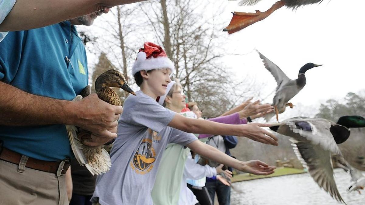 Volunteers with Carolina Waterfowl Rescue release eight ducks affected by the Little Sugar Creek diesel fuel spill in November in Freedom Park, which is next to Little Sugar Creek. A number of waterfowl were covered in oil when a generator from the NASCAR building pumped 1,000 gallons of oil into the creek. The ducks were rescued, cleaned and were returned to the wild on Thursday, Dec. 24, 2015.