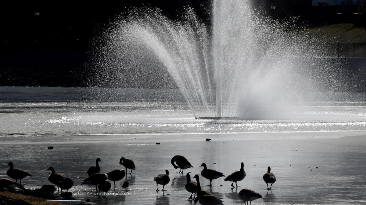 Canada geese walk on the partially frozen water at Pineville Lake Park on Sunday, the last day of Charlotte’s extended spell of below-freezing weather.