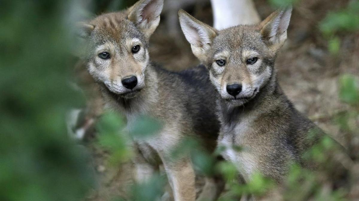 A pair of captive 7-week-old red wolf pups explore their habitat at the Museum of Life and Science in Durham in June.