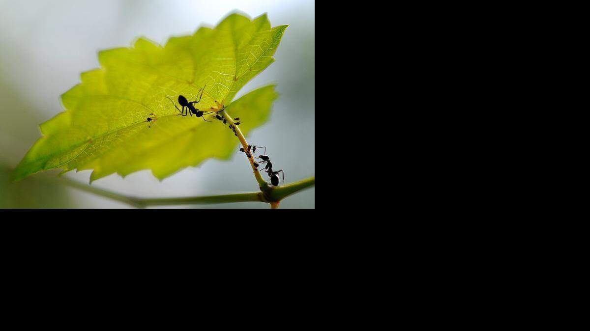 
(07.02.10) Ants attend aphids on a Muscadine vine in a northeast Charlotte backyard. 
