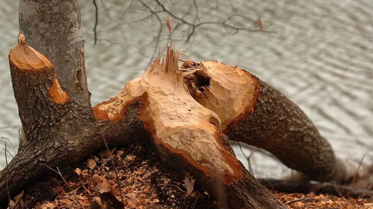 Beaver-gnawed trees at Charlotte’s Reedy Creek Nature Preserve.