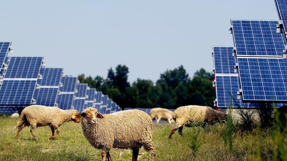 Solar energy is growing in NC but still occupies less farmland than you might think