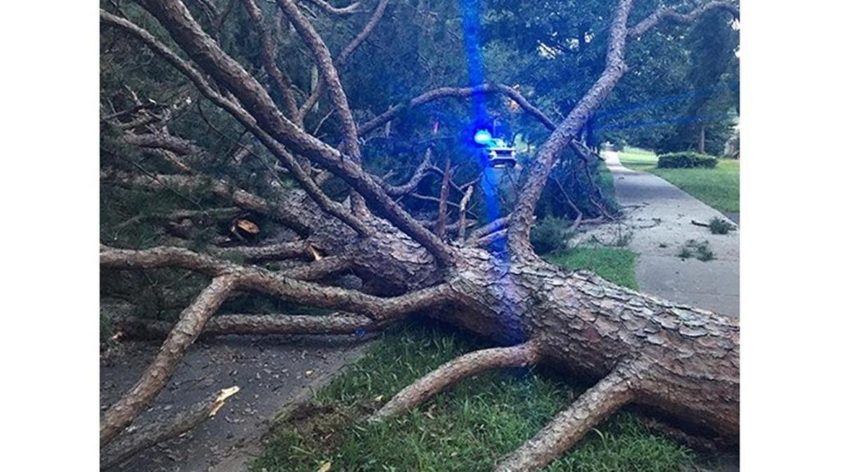 Tree falls in south Charlotte, blocking road.