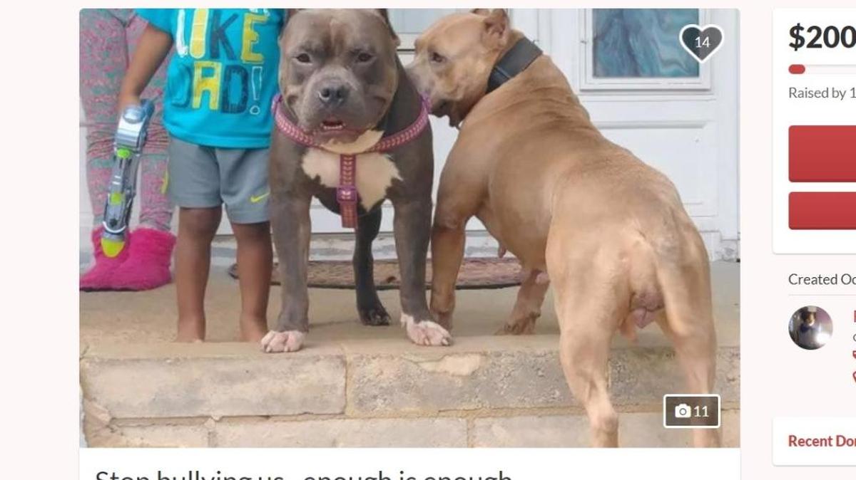 Daniel Pride, 37, is facing more than 30 animal abuse charges after police found several dogs, some of them dead, at his self-operated kennel in Hickory.