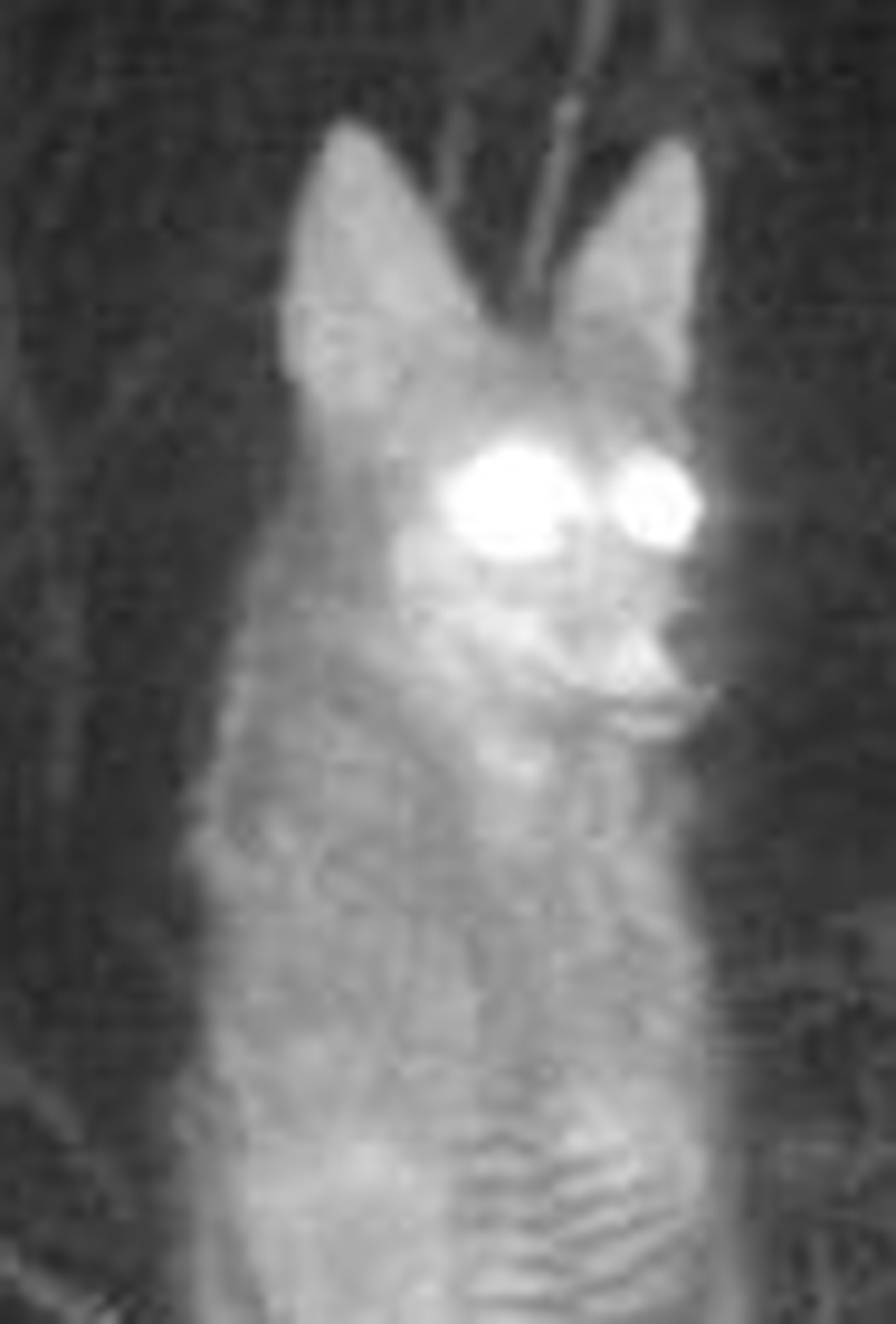 Devil dog photographed in Buncombe County?