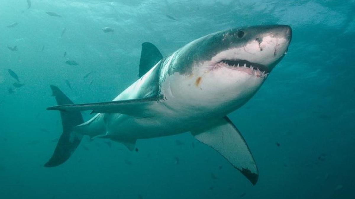 Great white sharks are the most feared predators in the ocean.
