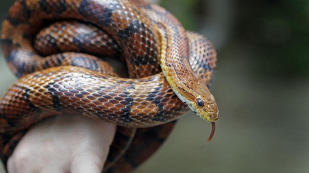 A corn snake wraps itself around an employee’s hand at the Nature Museum in Charlotte in this 2010 photo. On Wednesday, a man near Conway, S.C., accidentally shot his mother-in-law in her left ankle as she fired at a snake beneath the outdoor steps of his home.