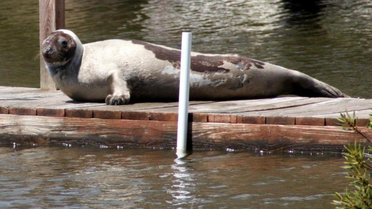 An adult harp seal lounges on a dock beside the Currituck Sound along the northern Outer Banks in 2011. Seals increasingly have been coming to the Outer Banks in winter and spring.