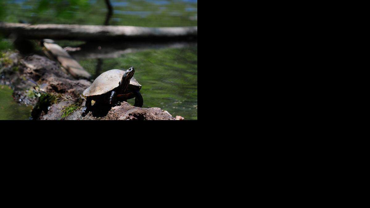 
To celebrate Matthews' new designation as a Community Wildlife Habitat, the town will hold a Day of Play on March 23 at Squirrel Lake Park.
