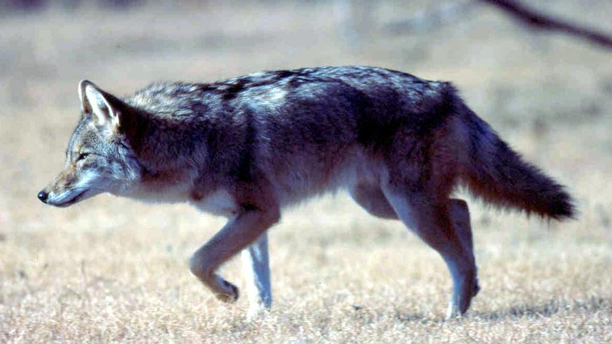 Tega Cay City Council voted to hire Song Dog Wildlife Management LLC to work with police and city management to identify areas receiving the most calls about coyotes, trap and remove them. A bill in the S.C. Legislature invites hunters to use almost any means to reduce expanding coyote and wild hog populations in the state.