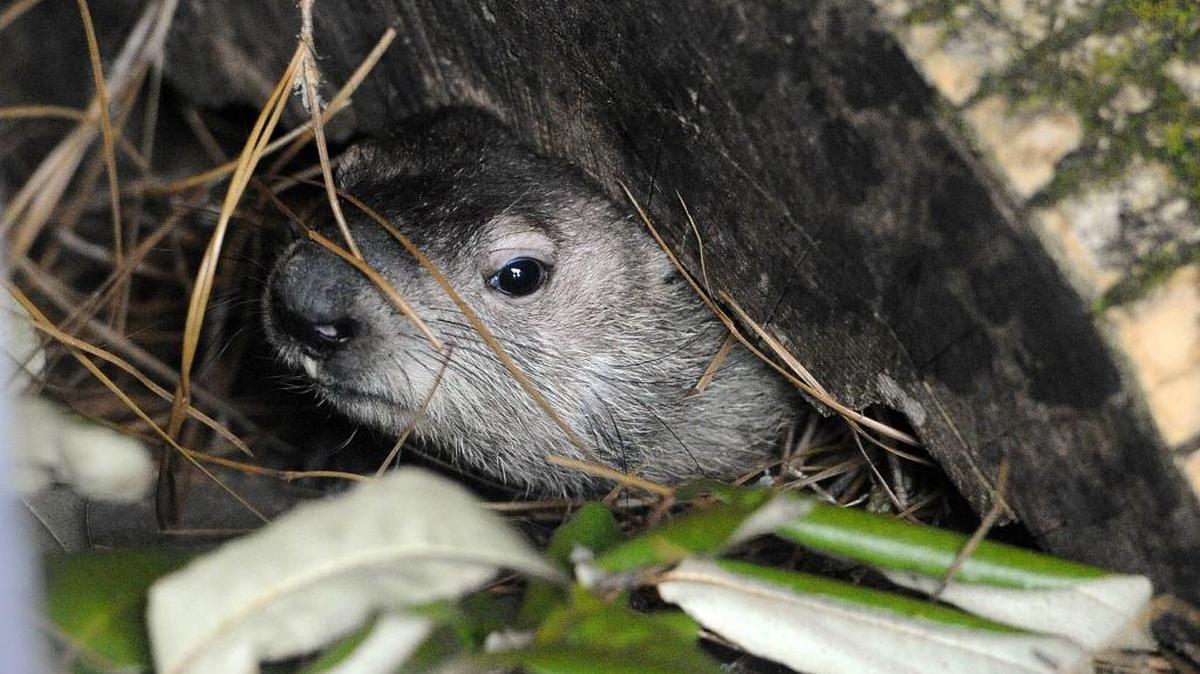 Queen Charlotte, the latest resident groundhog at the Charlotte Nature Museum peeks out from under a log inside its enclosure. On Groundhog Day 2016, she refused to come out of her cage. This year she’s got the day off.