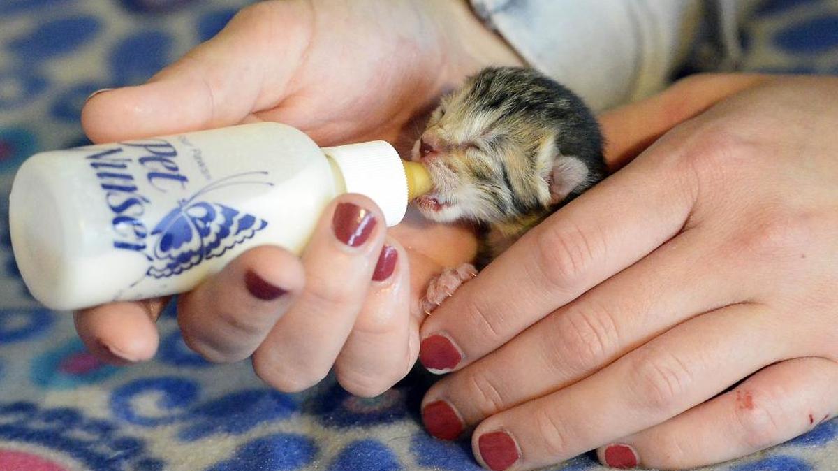 An Animal Health Technician at CMPD Animal Care and Control, feeds a 5-7 day old kitten at the facility on Wednesday.