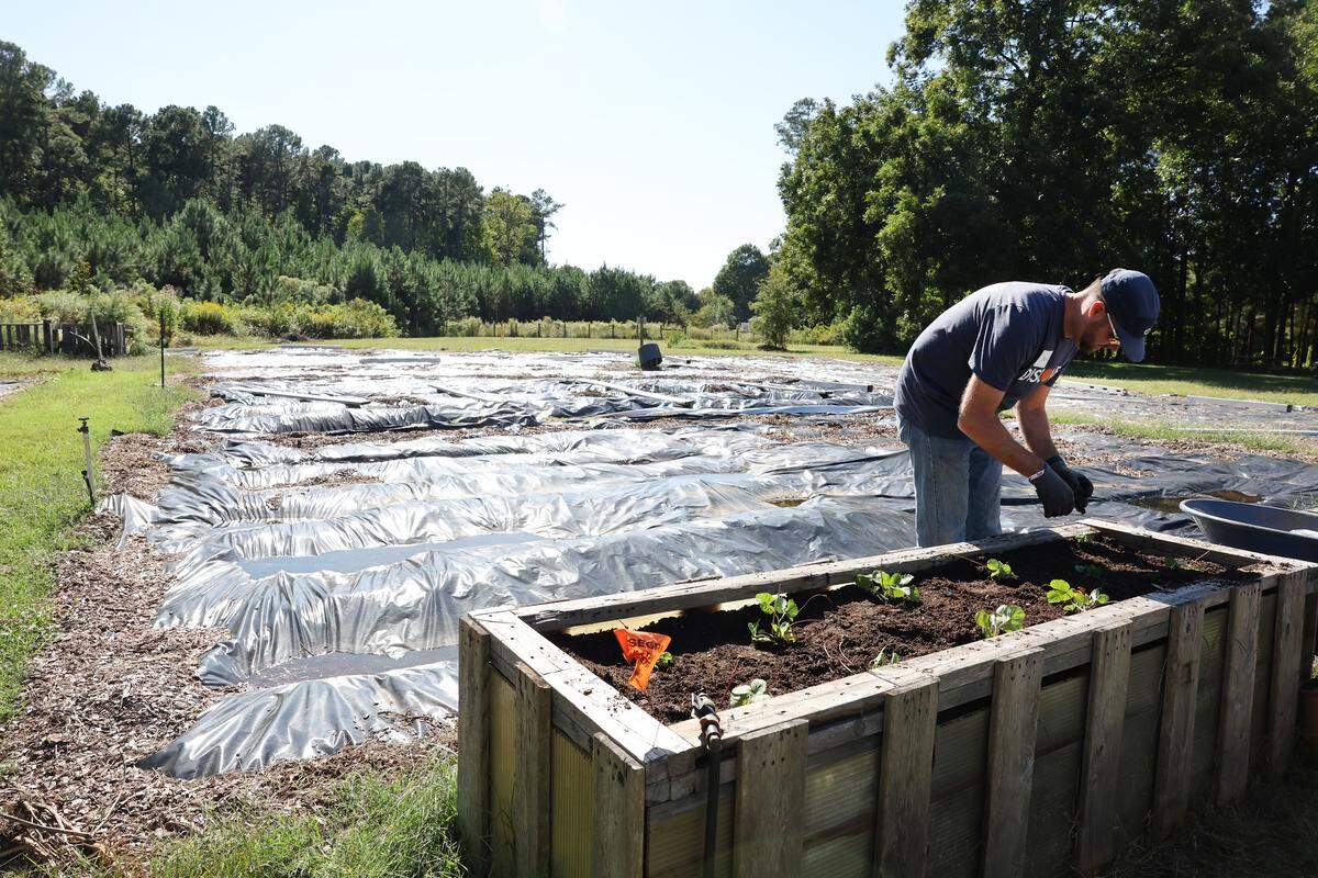 John Parnell plants strawberries at an urban farm owned by The Park Community Development Corporation Thursday, Oct. 2, 2025 in Charlotte.