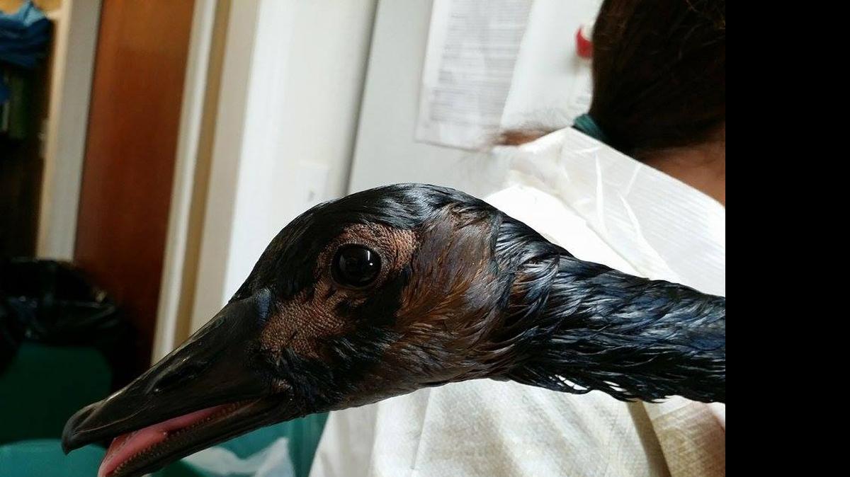 
This is one of the geese that was covered in oil and sent for cleaning to Carolina Waterfowl Rescue in Indian Trail
