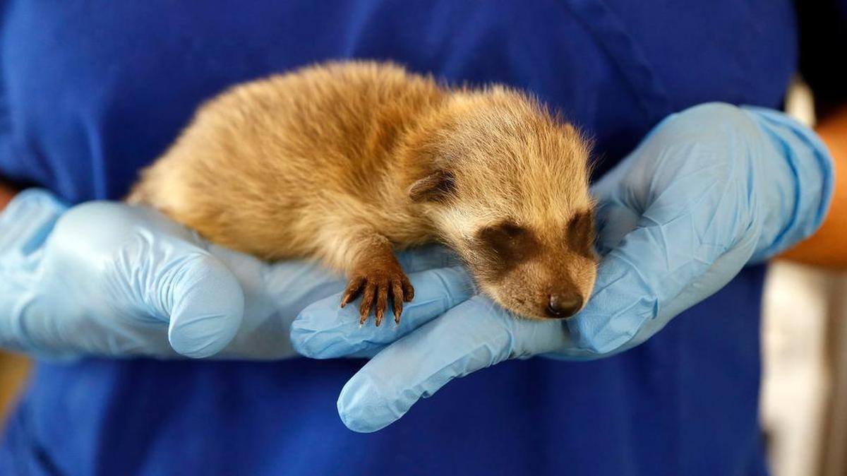 Jennifer Crabill holds an injured raccoon at the Kentucky Wildlife Center in Lexington in April 2016.
