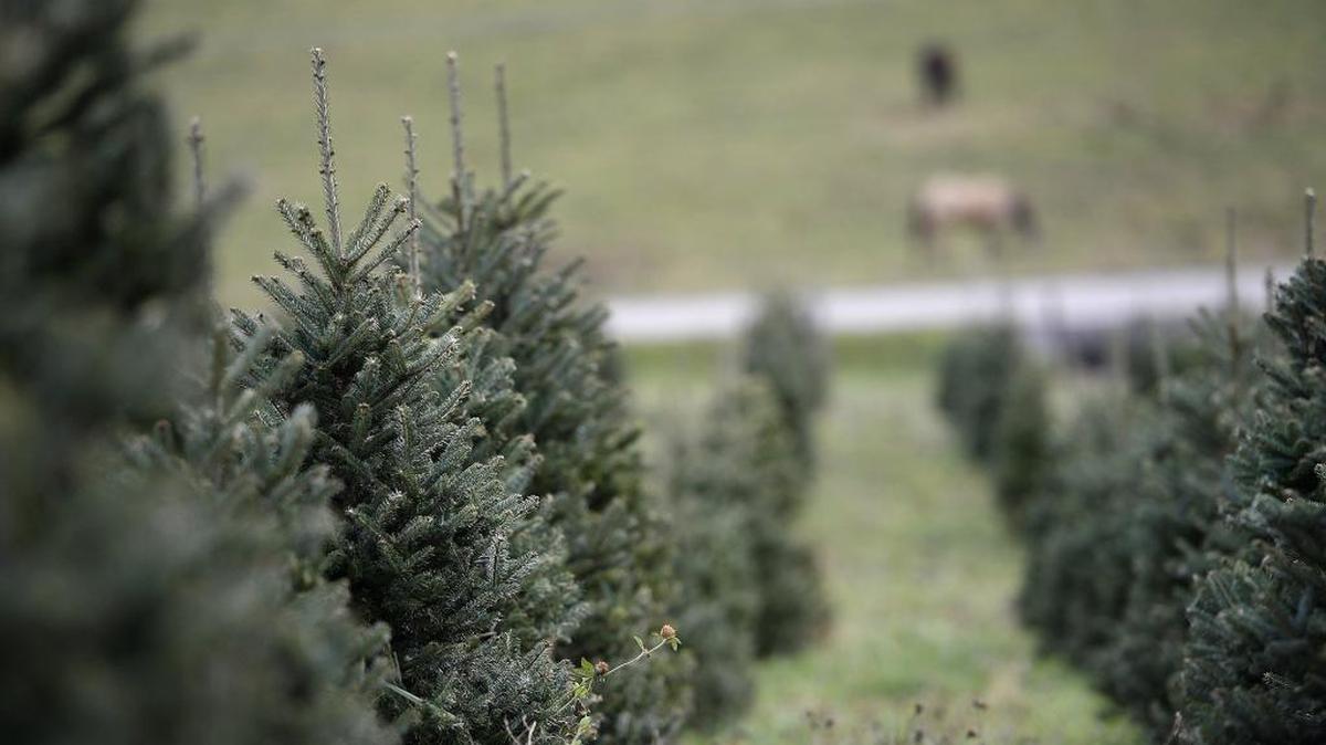 A south Charlotte church was robbed Monday of $600 worth of Christmas trees that it was selling to provide for charity.