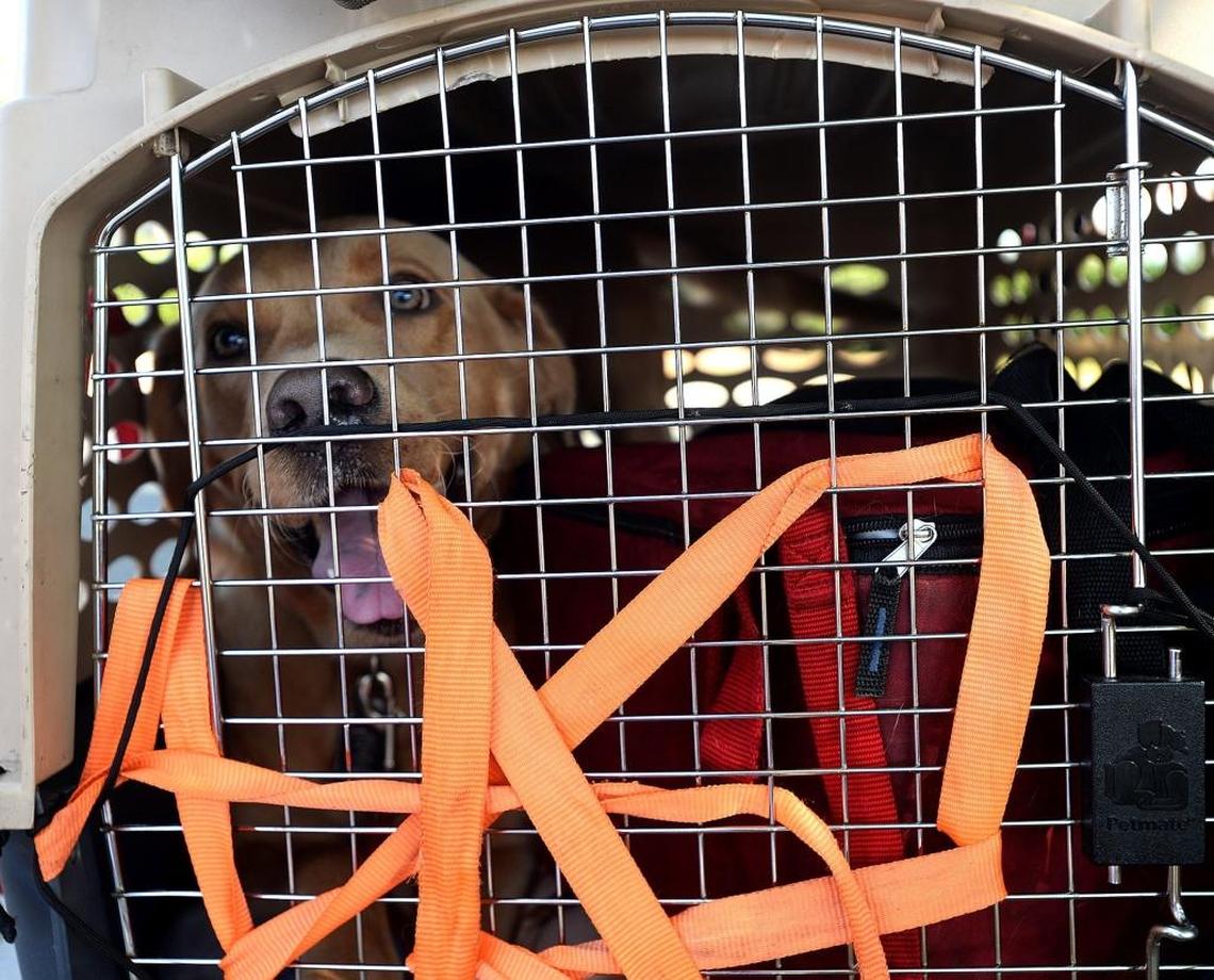 Alan Lord's dog Levi in the cart.