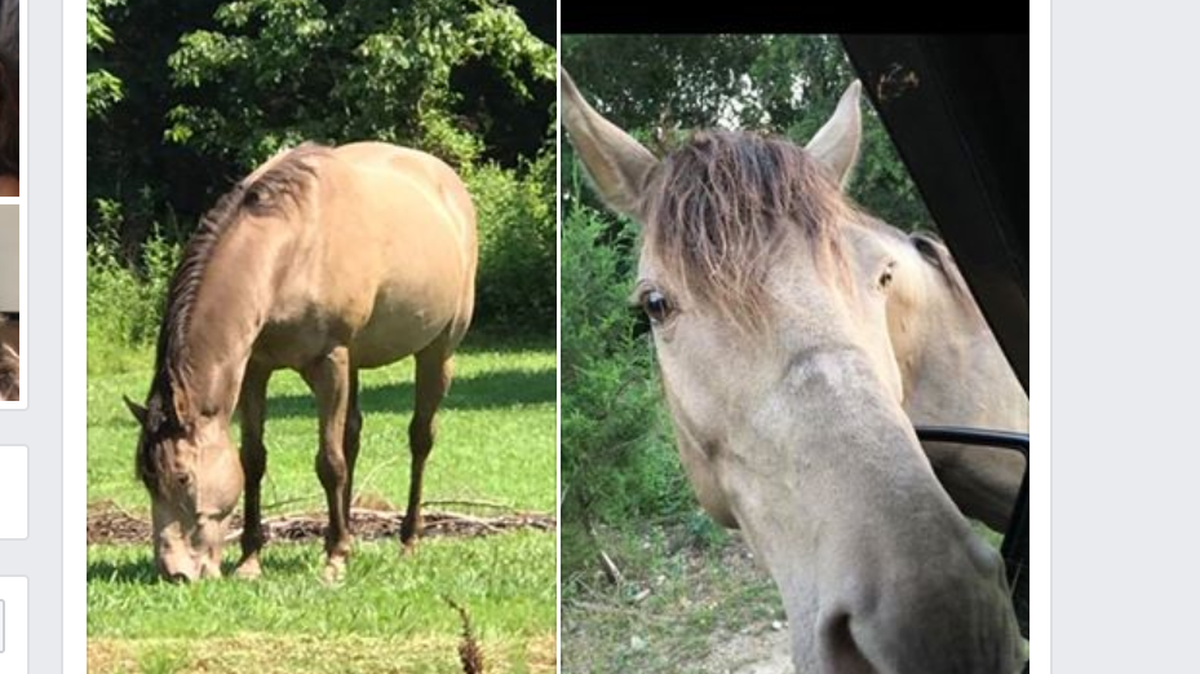Blaze, as seen on Tina Schrimpsher’s Facebook page.