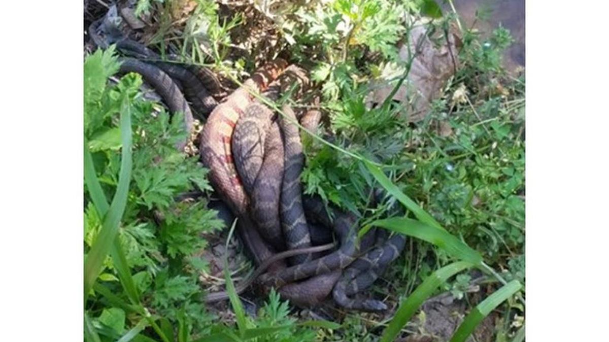 Jessica Jackson of Charlotte took this photo of a snake mating ball that was in the weeds, grass and rocks beside the Little Sugar Creek Greenway, in front of Carolinas Medical Center on Monday morning.