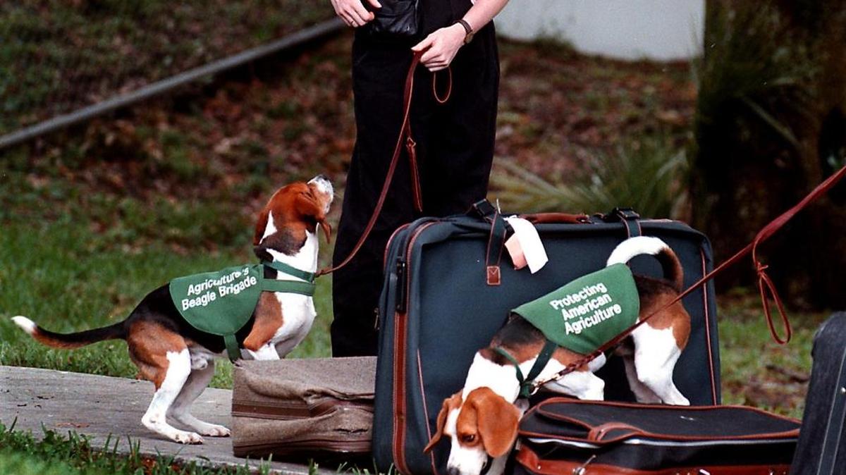 These beagles are trained to sniff out fruits, meats and plants from luggage at airports or other locations. They are members of the U.S. Department of Agriculture Beagle Brigade