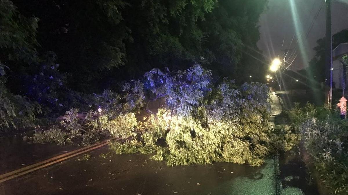 Downed tree in the Berryhill Road area.