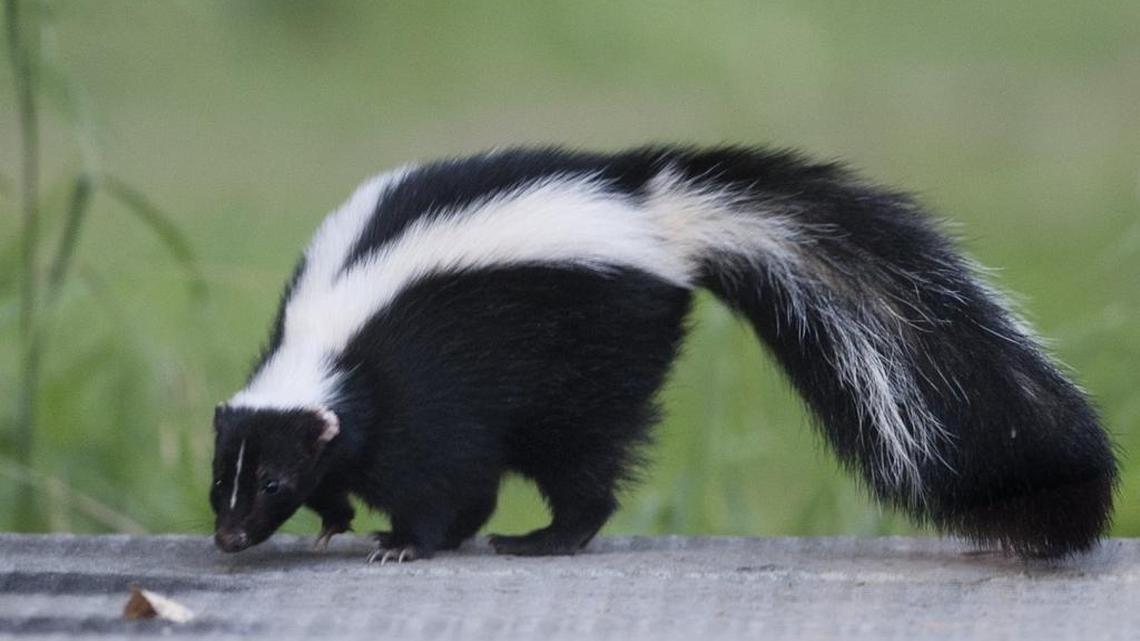 Skunk mating season in North Carolina usually begins during the second week of February.