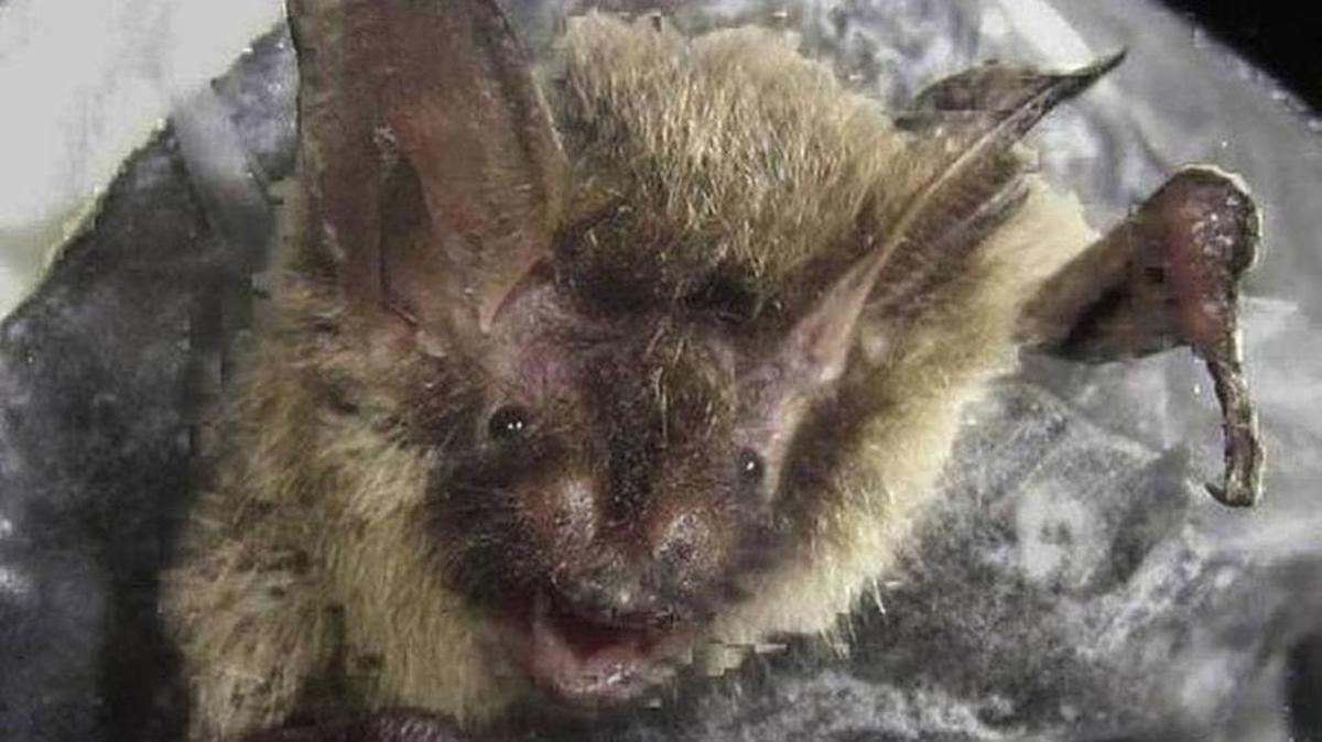 A close-up of a northern long-eared bat, which was recently moved to “threatened” status. Roadwork has begun to clear trees along Celriver Road in Rock Hill now that the bats are in their hibernation season.