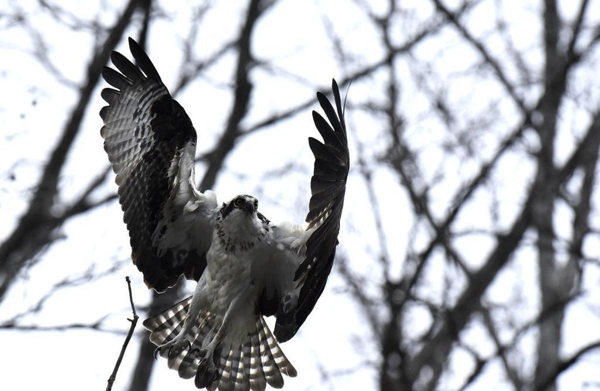 One of an osprey mating pair heads back to its nest on Lake Norman.