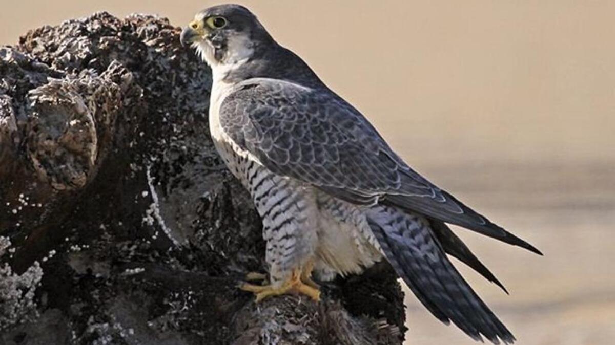 Peregrine falcons and rock climbers share the sheer cliffs of North Carolina’s craggiest mountains, mostly without conflict.