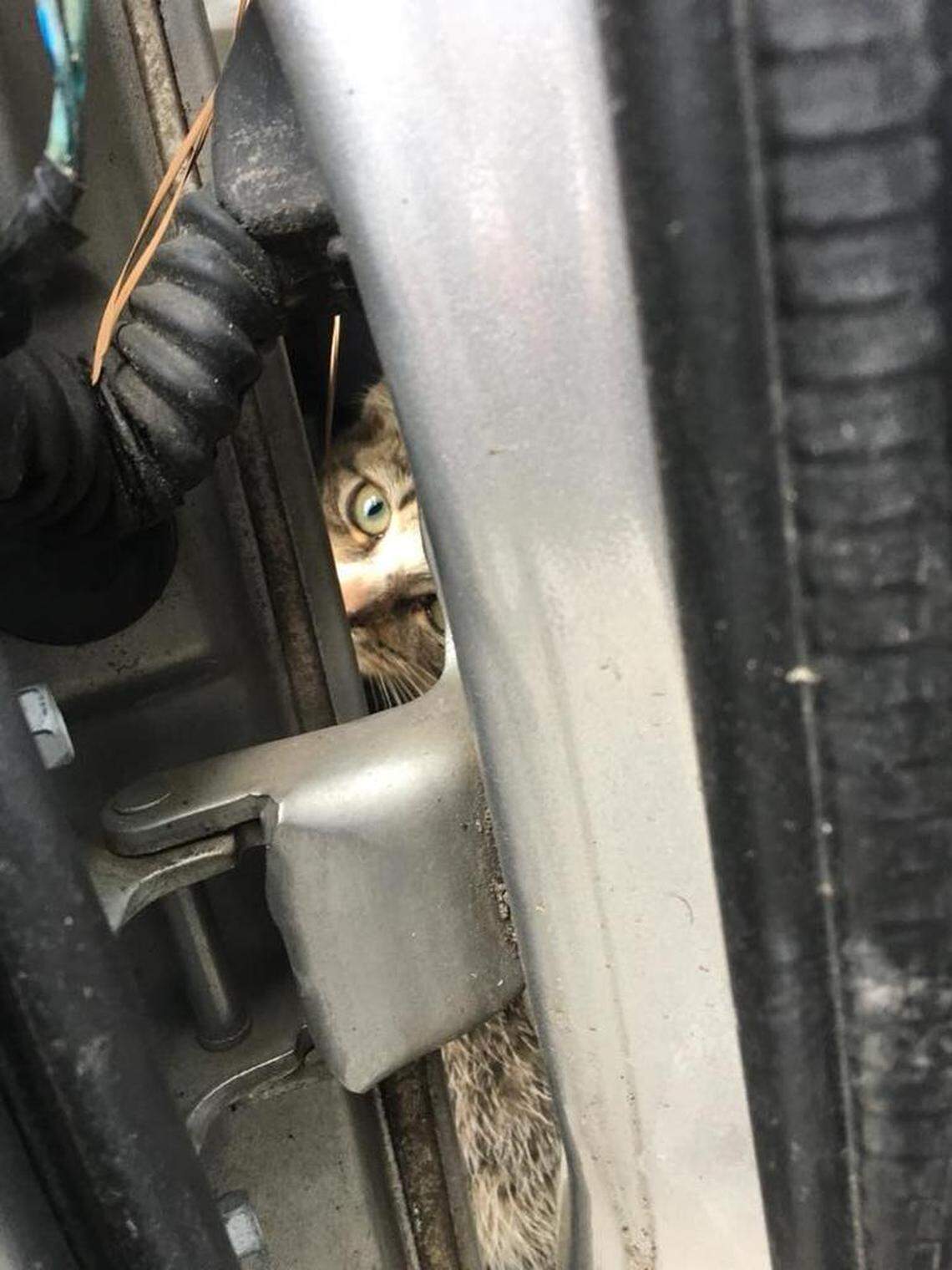This kitten survived a 45-mile trip while trapped in the fender well of a Virginia woman’s minivan. In this photo, the kitten anxiously waits before the service manager at Leete Tire & Auto in Petersburg, Va., extracted her.