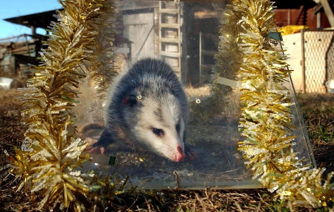 Brasstown, known as the Possum Capital of the South, for years hosted the annual Possum Drop in which a live possum in a Plexiglas cage was lowered to celebrate the coming of the New Year.