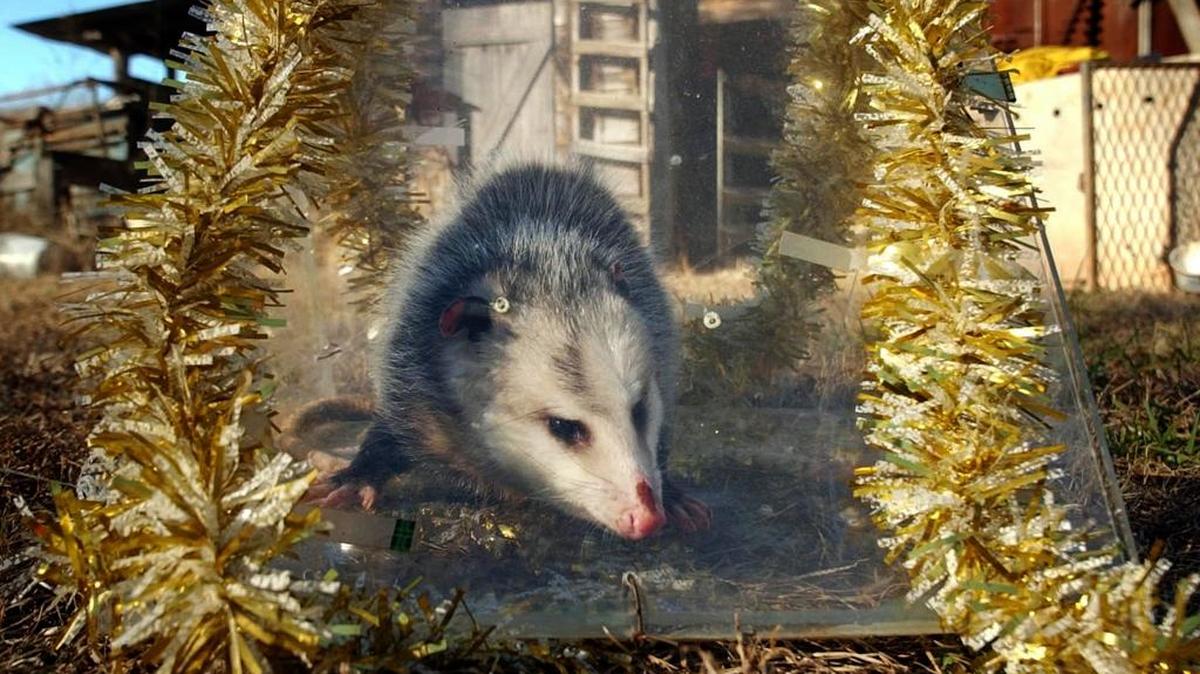 Brasstown, known as the Possum Capital of the South, for years hosted the annual Possum Drop in which a live possum in a Plexiglas cage was lowered to celebrate the coming of the New Year.