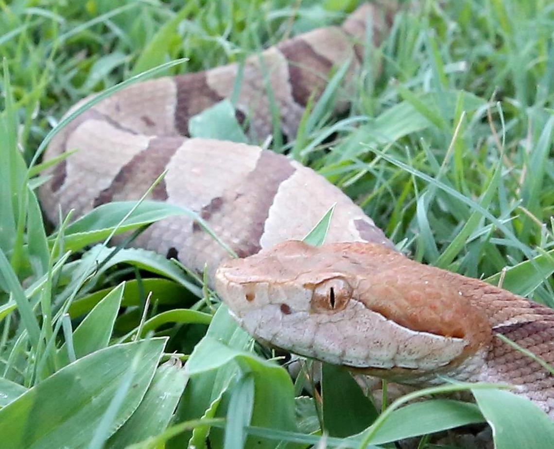 A copperhead photographed in coastal South Carolina.