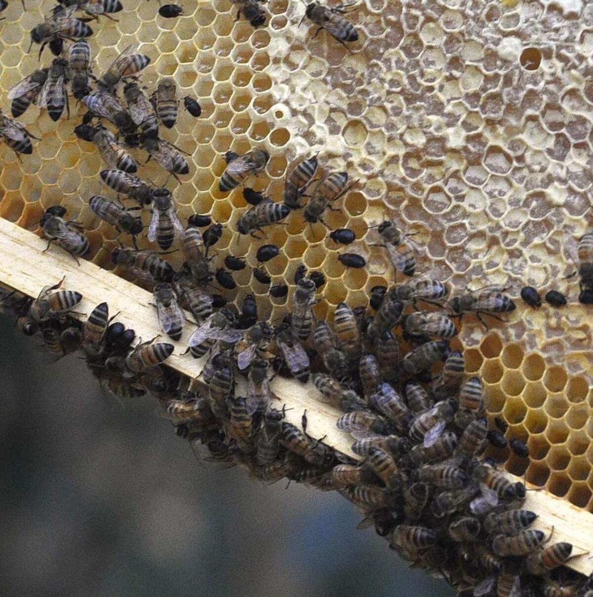 Honey bees from Gaby Soden’s bee hives in 2012. Gaby Soden was a ninth grader at Myers Park High who went to bee school that year and installed two bee hives in her backyard.