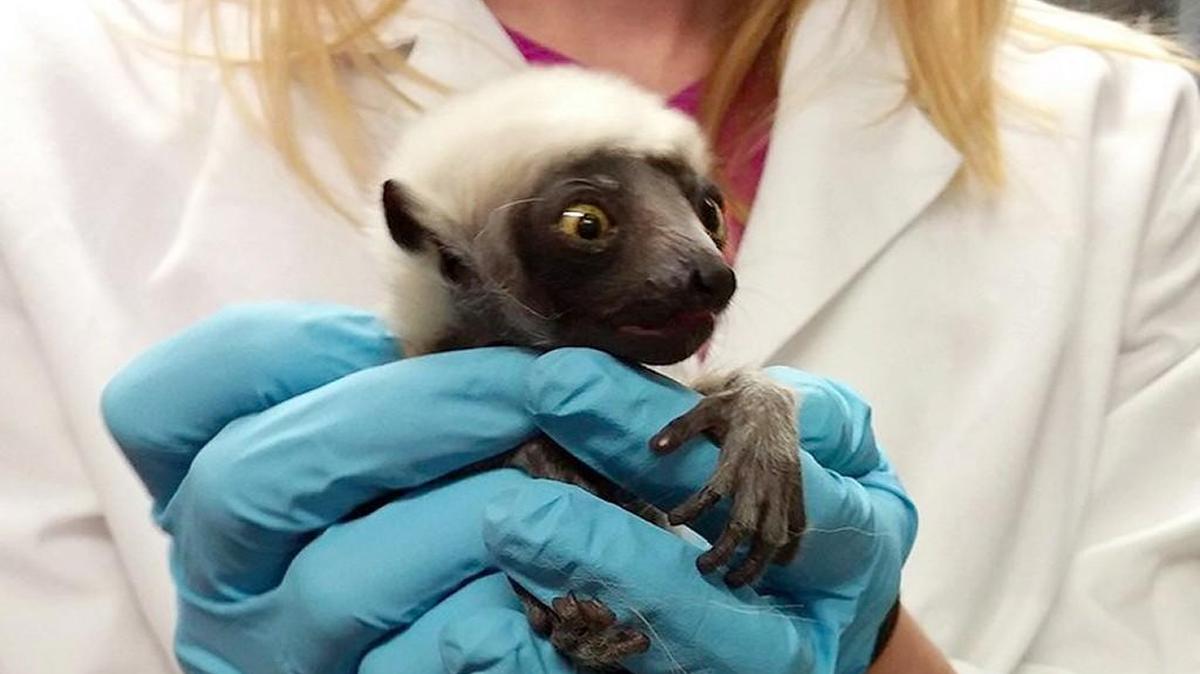 A Duke Lemur Center staffer holds a baby male born Saturday, Jan. 23, 2016 to a sifaka lemur named Gisela, the daughter of Zoboomafoo, the late lemur and star of the PBS children’s show. The tiny lemur arrived during the winter storm that brought the Triangle to a halt over the weekend. This photo of the furry black-and-white tyke was posted on Facebook and Twitter by the center’s staff.