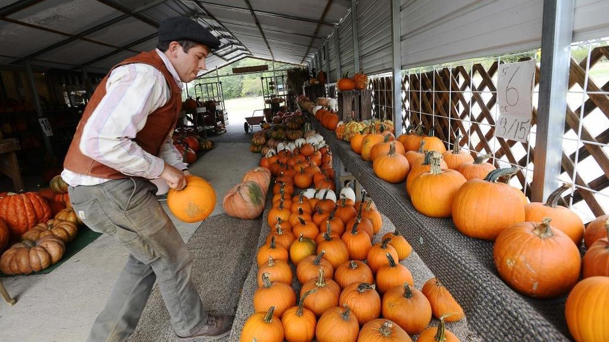 
What says fall more than pumpkins? Ethan Lineberger sorts the pumpkins for sale Tuesday at Lineberger Maple Springs Farm in Dallas, N.C. 
