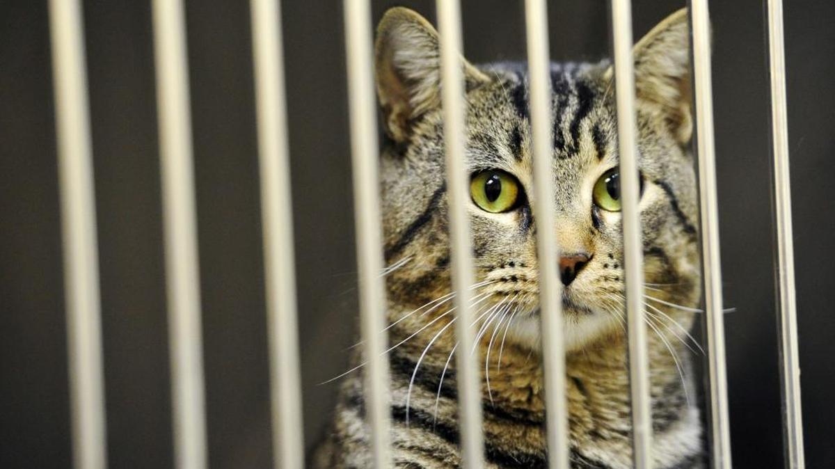 Gaston County’s animal shelter is halting intakes and adoptions for the next two weeks because of a disease outbreak.